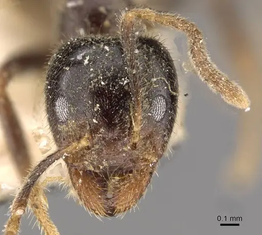 Anonychomyrma itinerans specimen CASENT0909544 image casent0909544_2