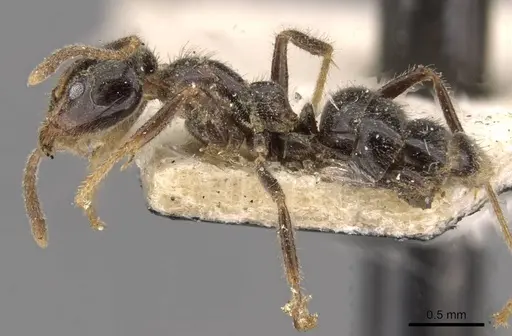 Anonychomyrma itinerans specimen CASENT0909544 image casent0909544_3