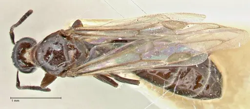 Anonychomyrma itinerans specimen FOCOL2830 image focol2830_1