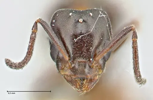 Anonychomyrma itinerans specimen FOCOL2830 image focol2830_2
