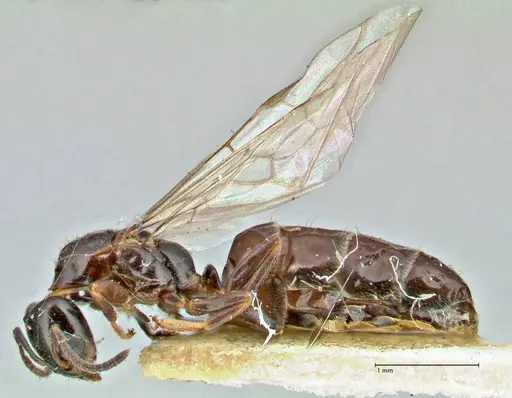 Anonychomyrma itinerans specimen FOCOL2830 image focol2830_3