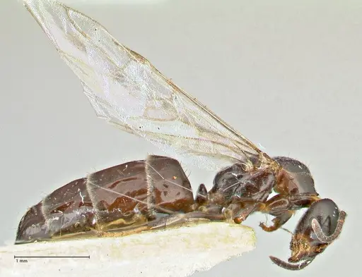 Anonychomyrma itinerans specimen FOCOL2830 image focol2830_4