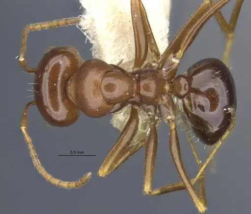 Anonychomyrma itinerans specimen MCZ-ENT00303602-2 image mcz-ent00303602-2_1