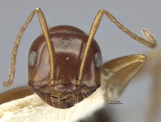Anonychomyrma itinerans specimen MCZ-ENT00303602-2 image mcz-ent00303602-2_2