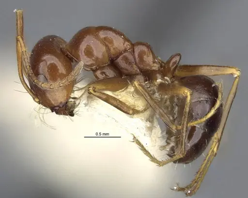 Anonychomyrma itinerans specimen MCZ-ENT00303602-2 image mcz-ent00303602-2_3