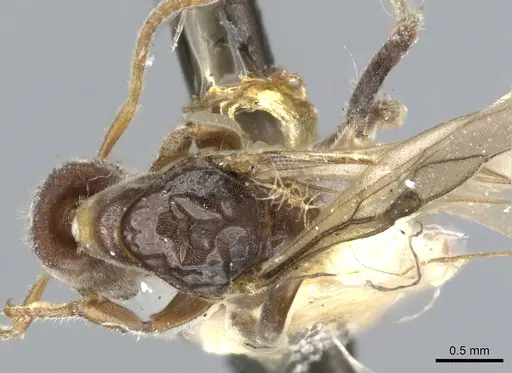 Anonychomyrma longicapitata specimen CASENT0902991 image casent0902991_1