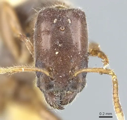 Anonychomyrma longicapitata specimen CASENT0902991 image casent0902991_2