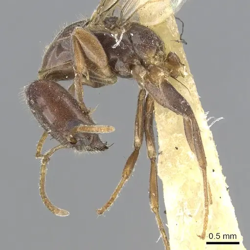 Anonychomyrma longicapitata specimen CASENT0902991 image casent0902991_3