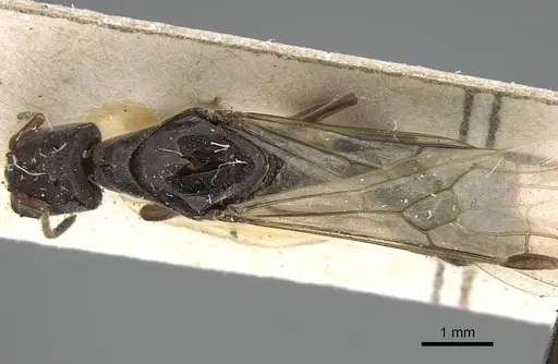 Anonychomyrma longiceps specimen CASENT0922447 image casent0922447_1