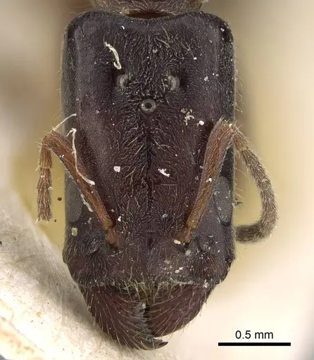 Anonychomyrma longiceps specimen CASENT0922447 image casent0922447_2