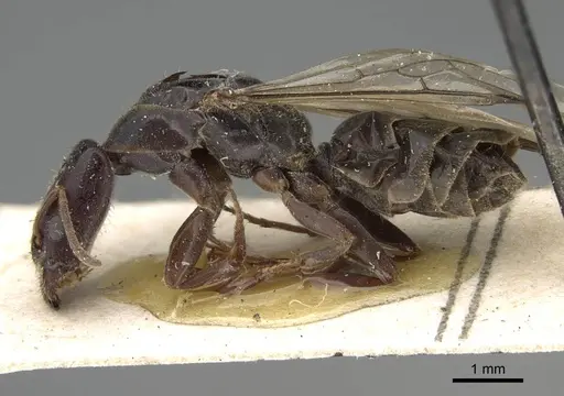 Anonychomyrma longiceps specimen CASENT0922447 image casent0922447_3