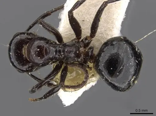 Anonychomyrma malandana specimen CASENT0909539 image casent0909539_1