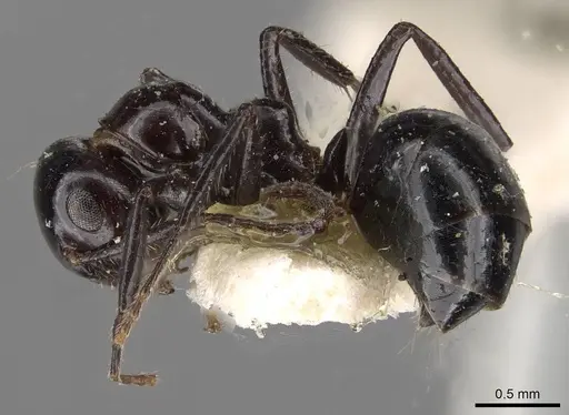 Anonychomyrma malandana specimen CASENT0909539 image casent0909539_3