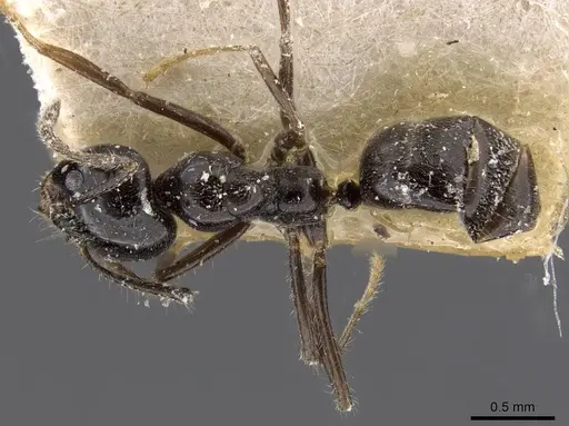 Anonychomyrma malandana specimen CASENT0909540 image casent0909540_1