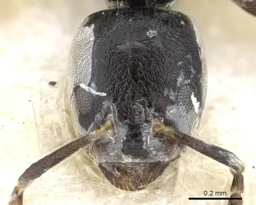 Anonychomyrma minuta specimen CASENT0902992 image casent0902992_2