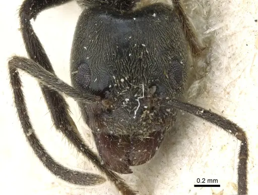 Anonychomyrma murina specimen CASENT0905050 image casent0905050_2