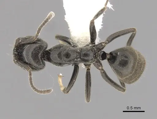 Anonychomyrma nitidiceps specimen CASENT0249515 image casent0249515_1