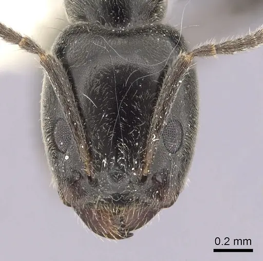 Anonychomyrma nitidiceps specimen CASENT0249515 image casent0249515_2