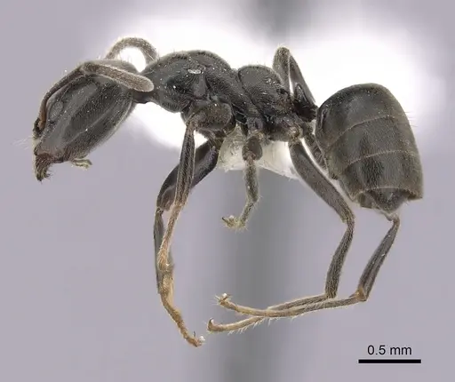 Anonychomyrma nitidiceps specimen CASENT0249515 image casent0249515_3