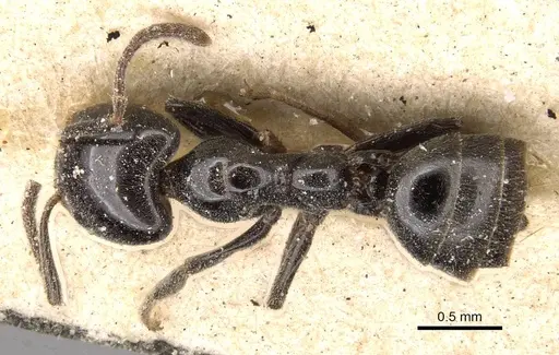 Anonychomyrma nitidiceps specimen CASENT0909543 image casent0909543_1
