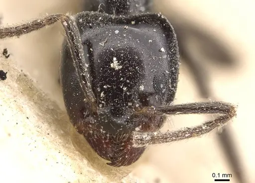 Anonychomyrma nitidiceps specimen CASENT0909543 image casent0909543_2