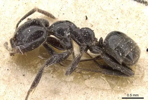 Anonychomyrma nitidiceps specimen CASENT0909543 image casent0909543_3
