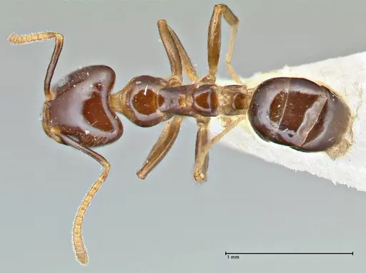 Anonychomyrma polita specimen FOCOL2815 image focol2815_1