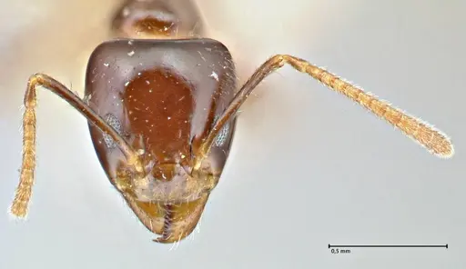 Anonychomyrma polita specimen FOCOL2815 image focol2815_2
