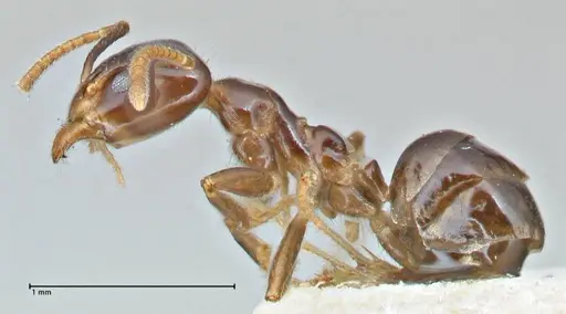 Anonychomyrma polita specimen FOCOL2815 image focol2815_3