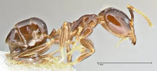 Anonychomyrma polita specimen FOCOL2815 image focol2815_4
