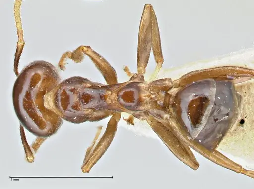 Anonychomyrma polita specimen FOCOL2816 image focol2816_1