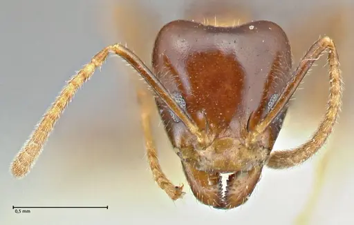Anonychomyrma polita specimen FOCOL2816 image focol2816_2