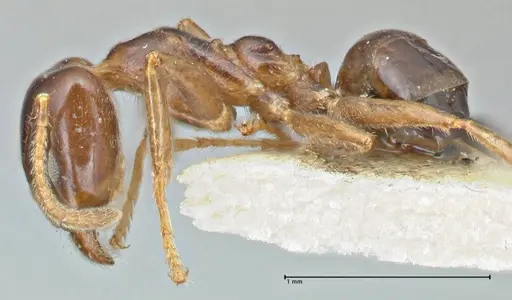 Anonychomyrma polita specimen FOCOL2816 image focol2816_3