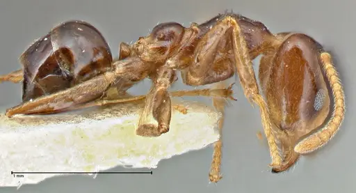 Anonychomyrma polita specimen FOCOL2816 image focol2816_4