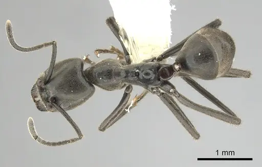 Anonychomyrma scrutator specimen CASENT0249518 image casent0249518_1