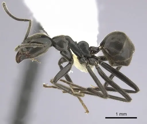 Anonychomyrma scrutator specimen CASENT0249518 image casent0249518_3