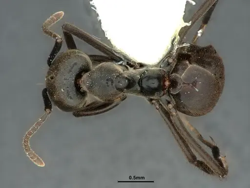 Anonychomyrma scrutator specimen CASENT0886035 image casent0886035_1