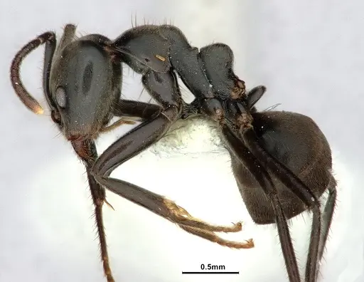 Anonychomyrma scrutator specimen CASENT0886035 image casent0886035_3
