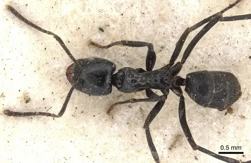 Anonychomyrma scrutator specimen CASENT0901922 image casent0901922_2