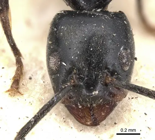 Anonychomyrma scrutator specimen CASENT0901922 image casent0901922_3