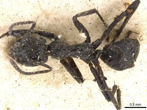 Anonychomyrma scrutator specimen CASENT0909562 image casent0909562_1