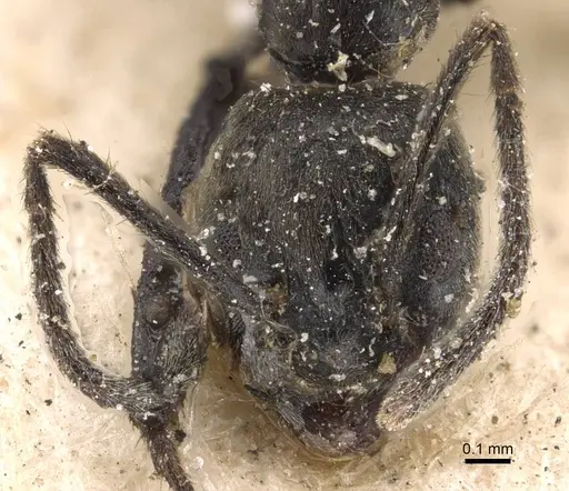 Anonychomyrma scrutator specimen CASENT0909562 image casent0909562_2