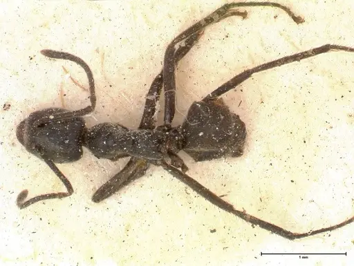 Anonychomyrma scrutator specimen FOCOL0529 image focol0529_1
