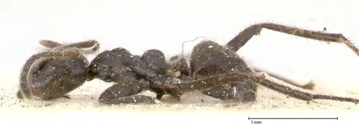 Anonychomyrma scrutator specimen FOCOL0529 image focol0529_3