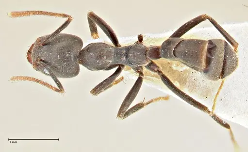 Anonychomyrma sellata specimen FOCOL2802 image focol2802_1