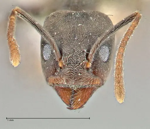Anonychomyrma sellata specimen FOCOL2802 image focol2802_2