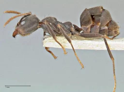 Anonychomyrma sellata specimen FOCOL2802 image focol2802_3