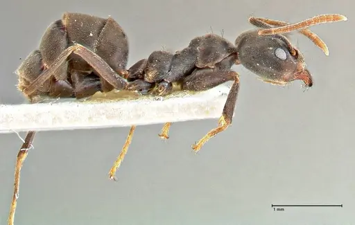 Anonychomyrma sellata specimen FOCOL2802 image focol2802_4