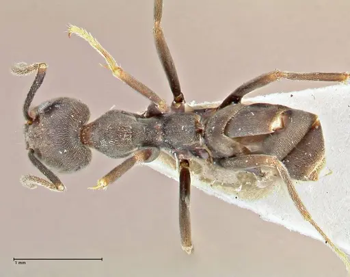 Anonychomyrma sellata specimen FOCOL2803 image focol2803_1