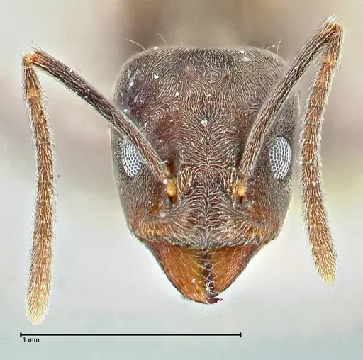 Anonychomyrma sellata specimen FOCOL2803 image focol2803_2
